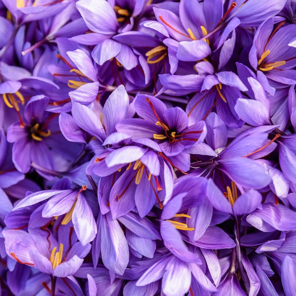 Best Sicily Premium Saffron Threads - 0.5 OZ (1.5g) - Image 2